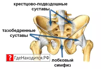 Где Находятся Суставы У Человека Фото